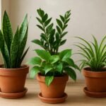 Három könnyen gondozható beltéri növény cserépben.